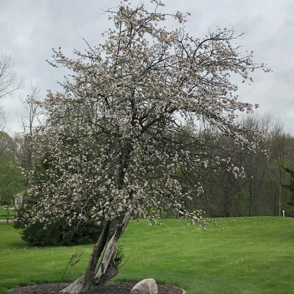 Meet your Posher, Adrienne -Posh Ambassador✨♥️ - Picture 13 of 15